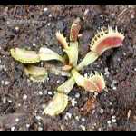 Dionaea muscipula \