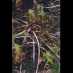 abgestorbenes Drosophyllum lusitanicum