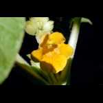 Ibicella lutea: Blüte