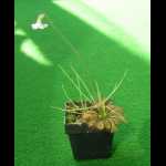 Pinguicula filifolia