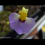Blüte von bisquamata \'big purple flower\'