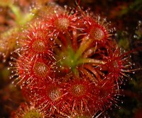 Zwergsonnentau:
Drosera nitidula * occidentalis
(c) Georg Stach