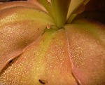 Pinguicula moranensis 
 (c) Georg J. Stach