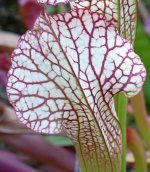 Sarracenia leucophylla   (c) Georg J. Stach