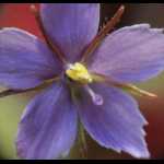 Blüte von Byblis liniflora