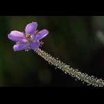 Blütenstiel und Blüte