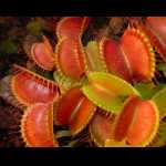 Dionaea muscipula in Kultur