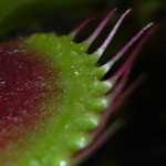 Detailaufnahme des Fangblatts