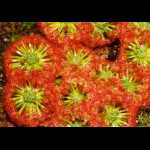 Pflanzengruppe in Kultur