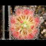 Drosera callistos