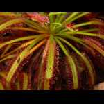 Drosera capensis