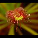 Fangblatt aus der Frontperspektive