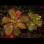 Drosera cuneifolia, zwei Exemplare