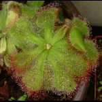 D. cuneifolia, Standort Silvermine