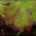 vergrößerte Aufnahme