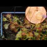 Drosera pilosa