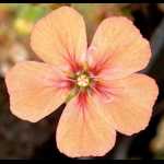 Blüte von D. pulchella \'salmon flower\'