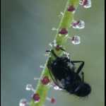 Detailaufnahme mit Beute