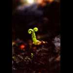 Sämling ca. 1 Woche alt