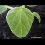 Ibicella lutea (Blatt)
