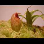 Nepenthes aristolochioides