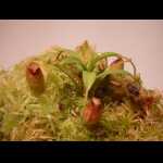 Nepenthes aristolochioides