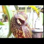 Nepenthes aristolochioides