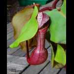 Nepenthes clipeata