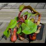 Nepenthes clipeata