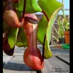 Nepenthes clipeata
