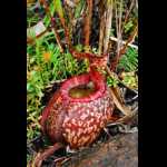 Nepenthes peltata, Kanne