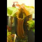 Nepenthes truncata