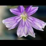 Nahaufnahme der Blüte