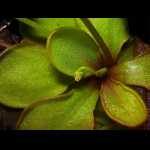 Nahaufnahme der Rosette