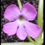 ganz geöffnete Blüte