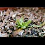 Pinguicula vallisneriifolia