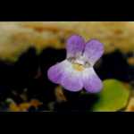 Blüte von Pinguicula vallisneriifolia