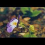 Pinguicula vallisneriifolia