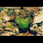 Pinguicula vallisneriifolia, Winterknospe