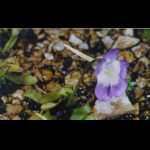 blühende Pinguicula vallisneriifolia