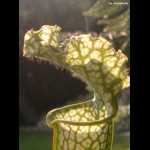 Sarracenia leucophylla