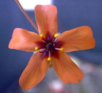 Drosera callistos