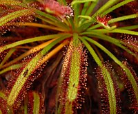 Drosera capensis