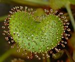 Drosera prolifera