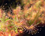 Drosera scorpioides