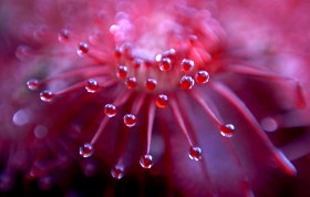 Tentakeln von Drosera slackii