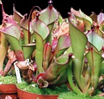 Heliamphora in Kultur