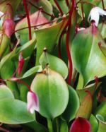 Heliamphora nutans