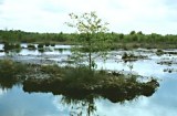 Birke auf einer Moor-Insel