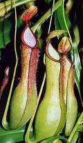 Nepenthes alata